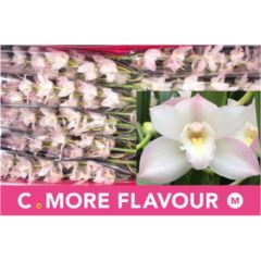 RK CYMBIDIUM 10 BÍLÉ