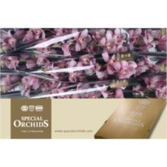 RK CYMBIDIUM 9 RŮŽOVÉ