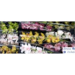 RK CYMBIDIUM 9 MIX
