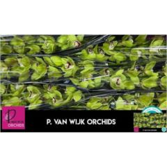 RK CYMBIDIUM 9 ZELENÉ