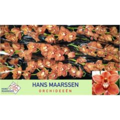 RK CYMBIDIUM 9 HNĚDÉ