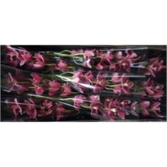 RK CYMBIDIUM 9 BORDO