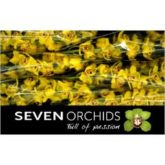 RK CYMBIDIUM 6 ŽLUTÉ