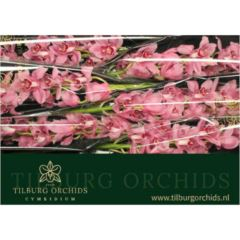 RK CYMBIDIUM 6 RŮŽOVÉ