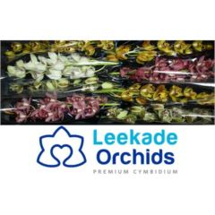 RK CYMBIDIUM 6 MIX