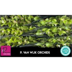 RK CYMBIDIUM 6 ZELENÉ