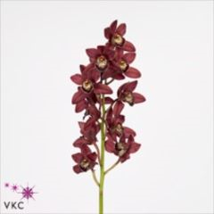 RK CYMBIDIUM 6 BORDO