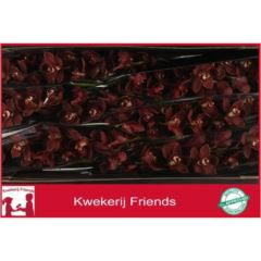 RK CYMBIDIUM 6 ČERVENÉ