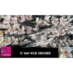 RK CYMBIDIUM 6 BÍLÉ