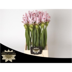 RK CURCUMA RŮŽOVÁ
