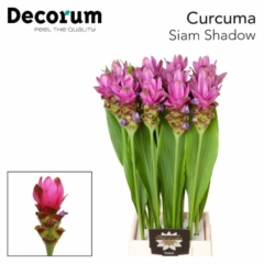 RK CURCUMA CERISE
