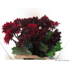 RK DAHLIA BORDO