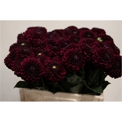 RK DAHLIA PP BORDO