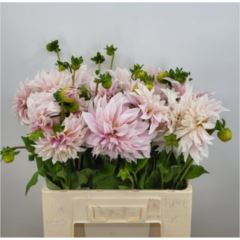 RK DAHLIA CAFE AU LAIT