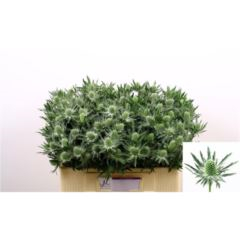 RK ERYNGIUM BÍLÉ