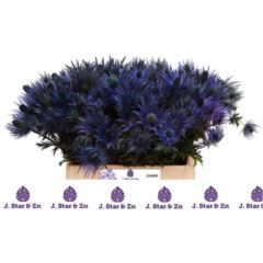 RK ERYNGIUM ALPINUM