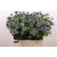 RK ERYNGIUM ORION
