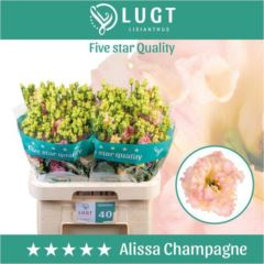RK EUSTOMA ALLISA CHAMPANGE