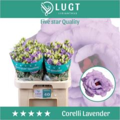 RK EUSTOMA G MILKA