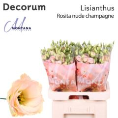 RK EUSTOMA G CHAMPANGE