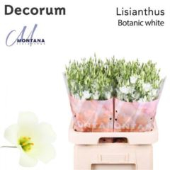 RK EUSTOMA BOTANICA BÍLÁ
