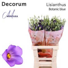 RK EUSTOMA BOTANICA MODRÁ