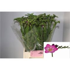 RK FREZIE CERISE