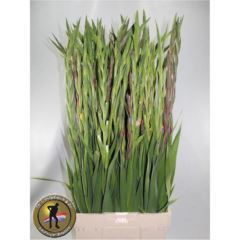 RK GLADIOL MIX