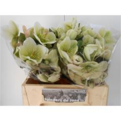 RK HELLEBORUS ZELENÝ