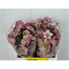 RK HELLEBORUS PINK