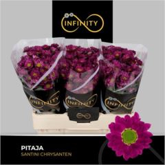 RK CHRYZANT. SANTINI PURPLE