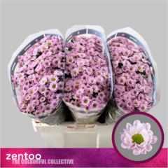 RK CHRYZANT. SANTINI ROSSI PINK