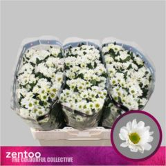 RK CHRYZANT. SANTINI ROSSI WHITE