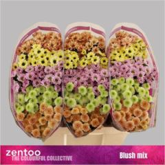 RK CHRYZANT. SANTINI BLUSH MIX