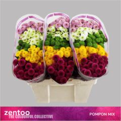 RK CHRYZANT. SANTINI PP MIX