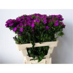 RK KARAFIÁT BARBATUS PURPLE