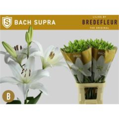 RK LILIE AZ BACH