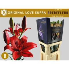 RK LILIE AZ ORIGINAL LOVE