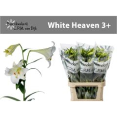 RK LILIE WHITE HEAVEN