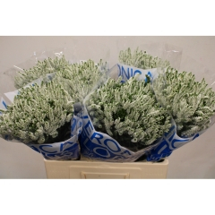 RK LYSIMACHIA SMART WAVE