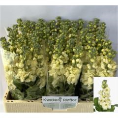 RK MATTHIOLA KREMOVA