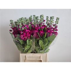 RK MATTHIOLA CERISE