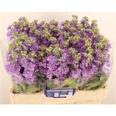 RK MATTHIOLA MILKA