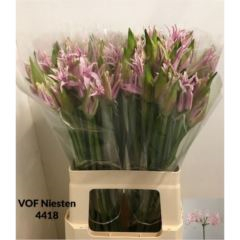 RK NERINE BÍLÁ