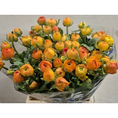 RK RANUNCULUS ORANŽOVÝ