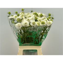 RK SCABIOSA BÍLÁ