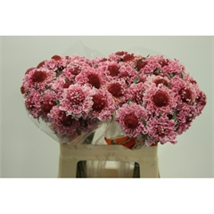 RK SCABIOSA RŮŽOVÁ