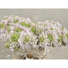 RK SCABIOSA SVĚTLE RŮŽOVÁ