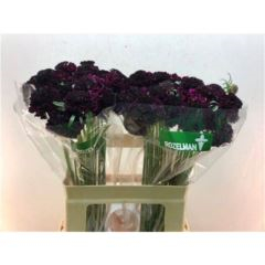 RK SCABIOSA PURPLE