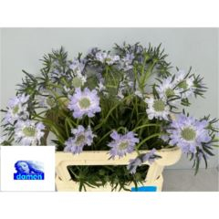 RK SCABIOSA MILKA